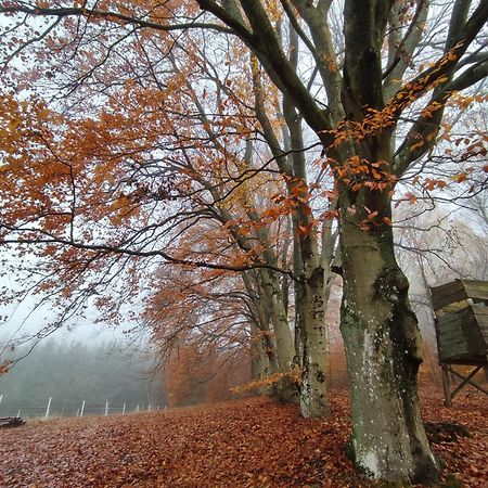 Zacisze Pod Bukami Appartement Gornica Buitenkant foto