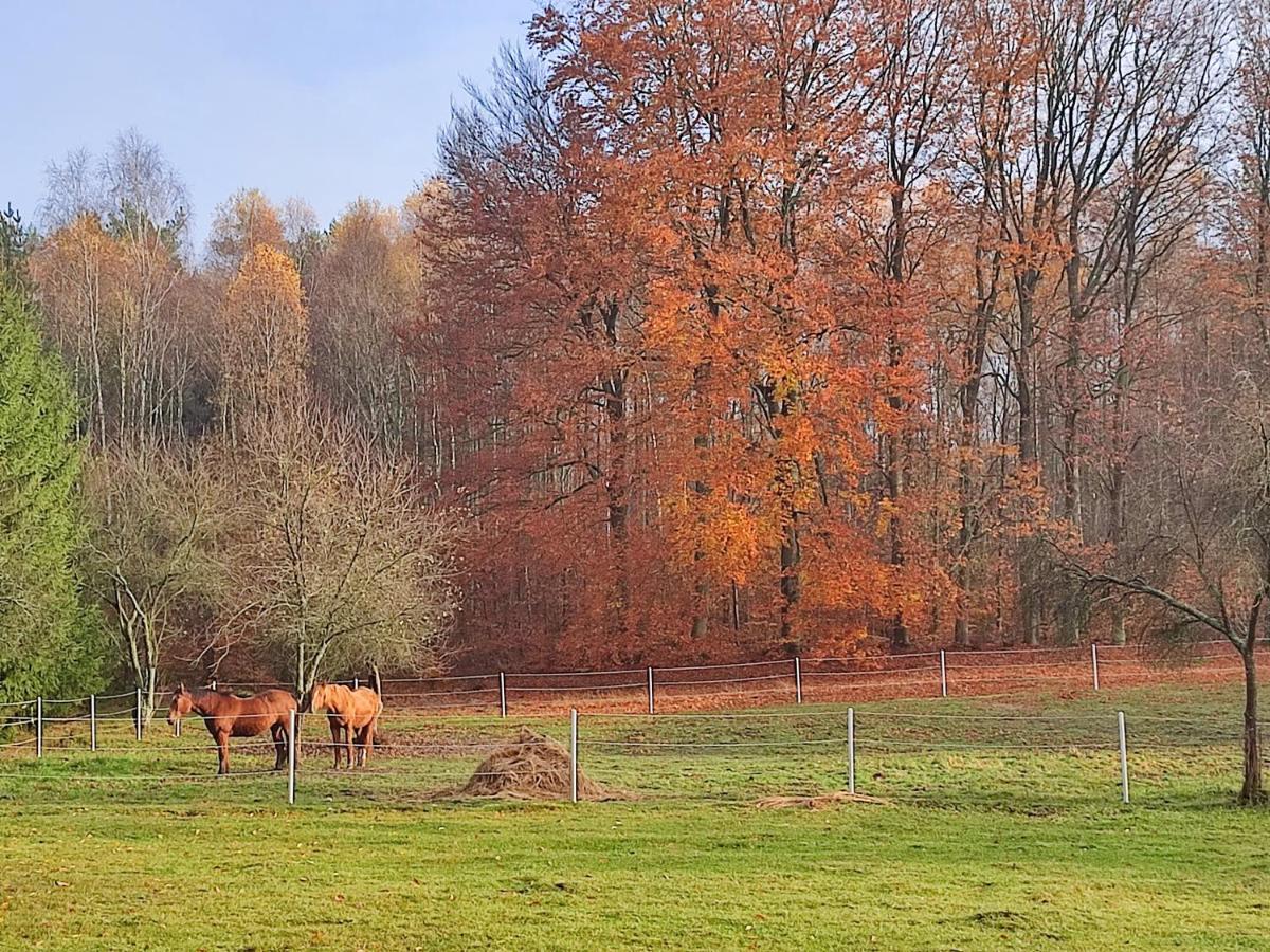 Zacisze Pod Bukami Appartement Gornica Buitenkant foto