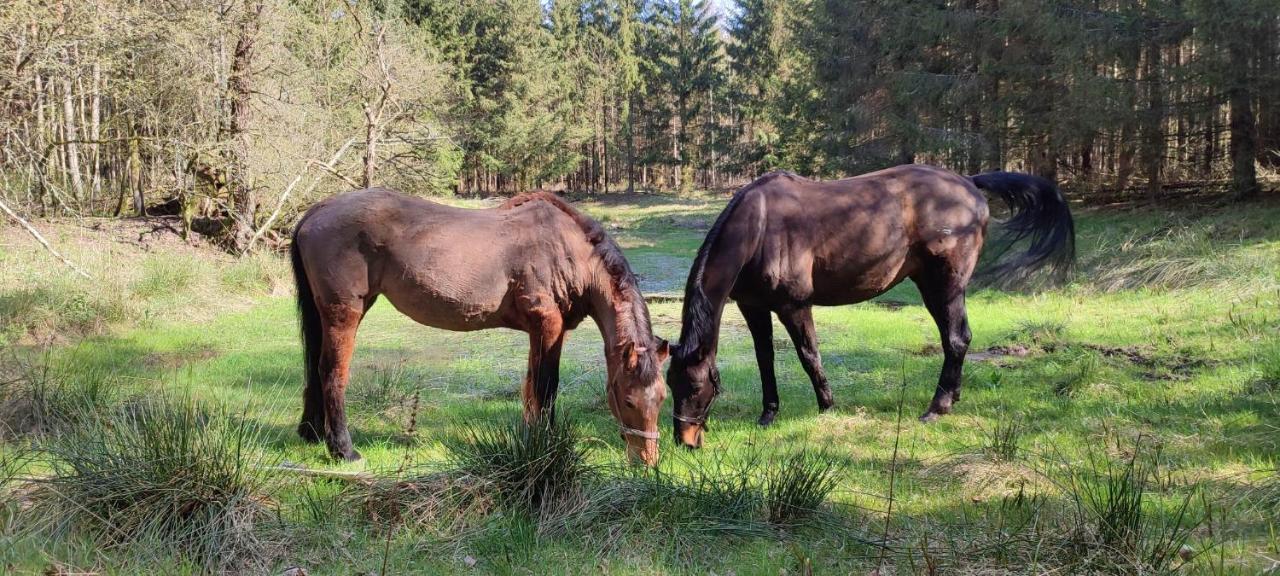 Zacisze Pod Bukami Appartement Gornica Buitenkant foto